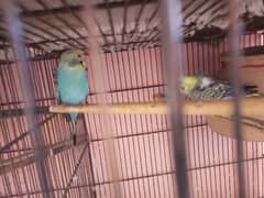 Budgies Birds