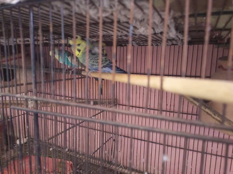 Budgies Birds 4