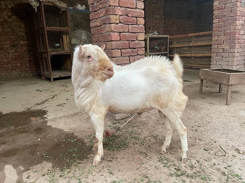 White Breeder  Tedda Supreme Quality Available in Multan 2