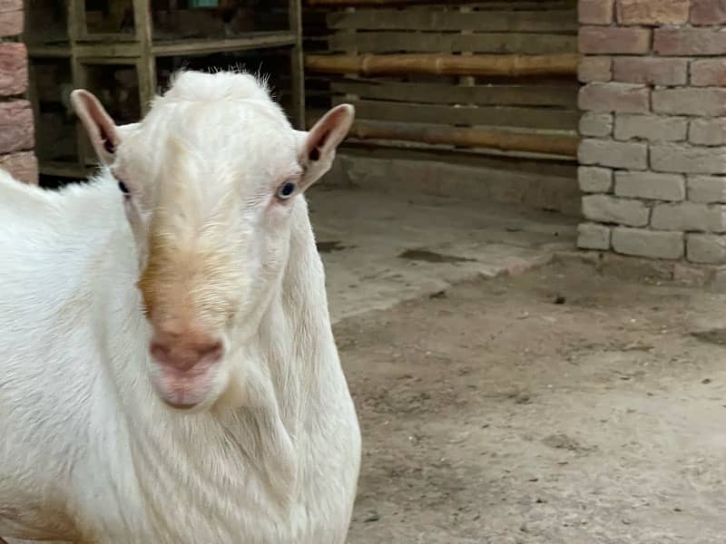 White Breeder  Tedda Supreme Quality Available in Multan 7