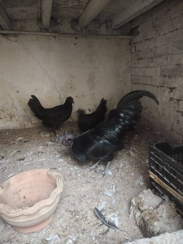 ayam cemani gray trio set 1 male 2 female 1