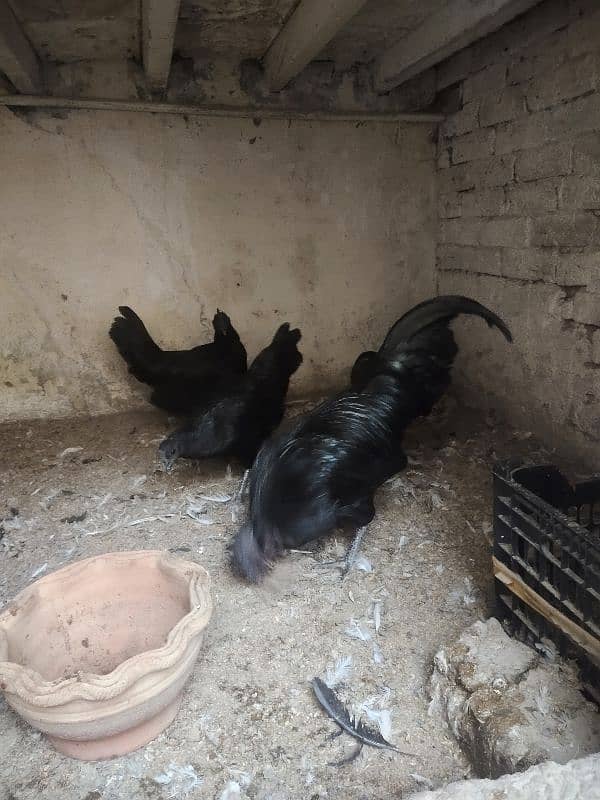 ayam cemani gray trio set 1 male 2 female 6