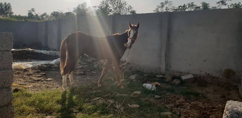 horse for sale 3