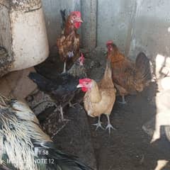 4 hens 2 male