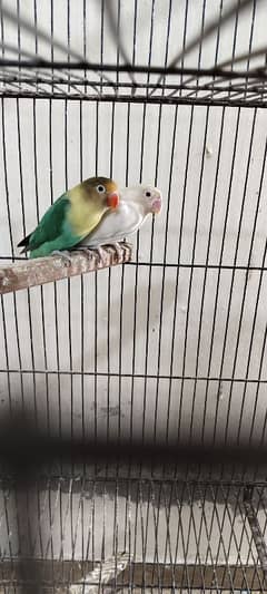 Love Birds