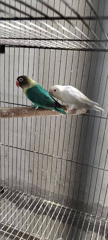 Love Birds 2