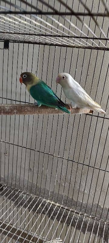 Love Birds 4