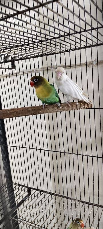 Love Birds 5