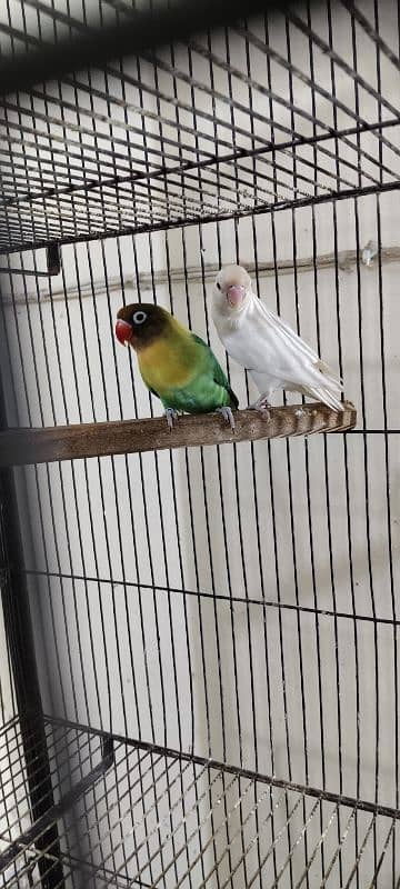 Love Birds 7