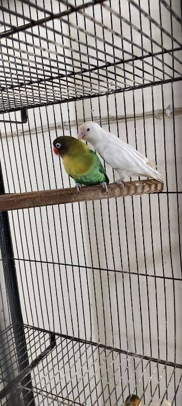 Love Birds 9