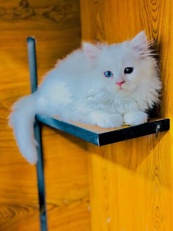 Persian kitten cats 9