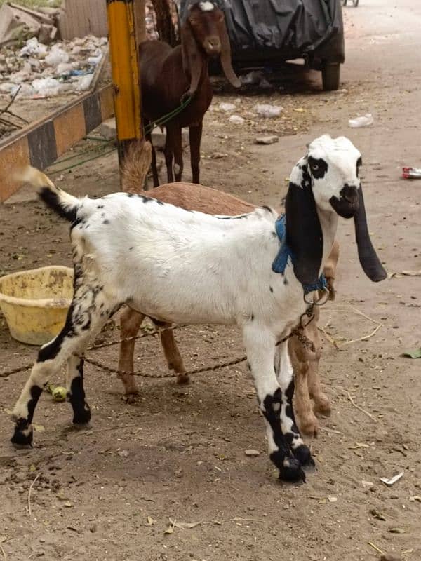 1 barka 1 bakri MashAllah bht acha 0