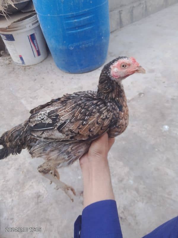 Java Murgi Aseel Murgi Hen 0