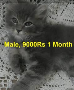 Persian Kitten , Fawn Cute Persian Cat ,Grey Male kitten | 03008003560