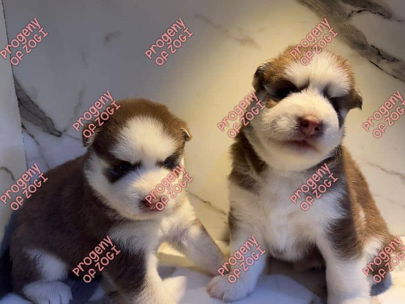 Pedigreed / Microchipped Siberian husky puppies 3