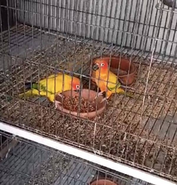 Sun conure Male for sale 0