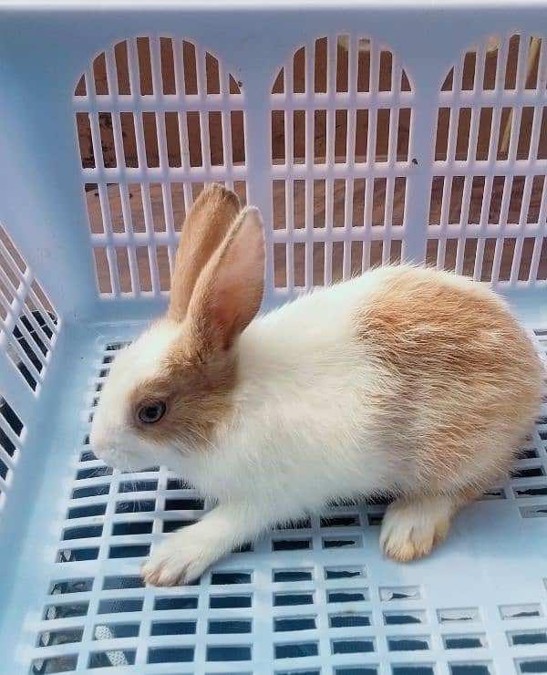 Fancy Bunnies for Sale 16