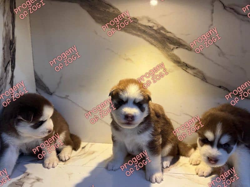 Pedigreed / Microchipped Siberian husky puppies 4