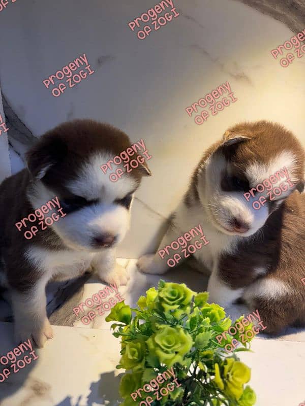 Pedigreed / Microchipped Siberian husky puppies 6