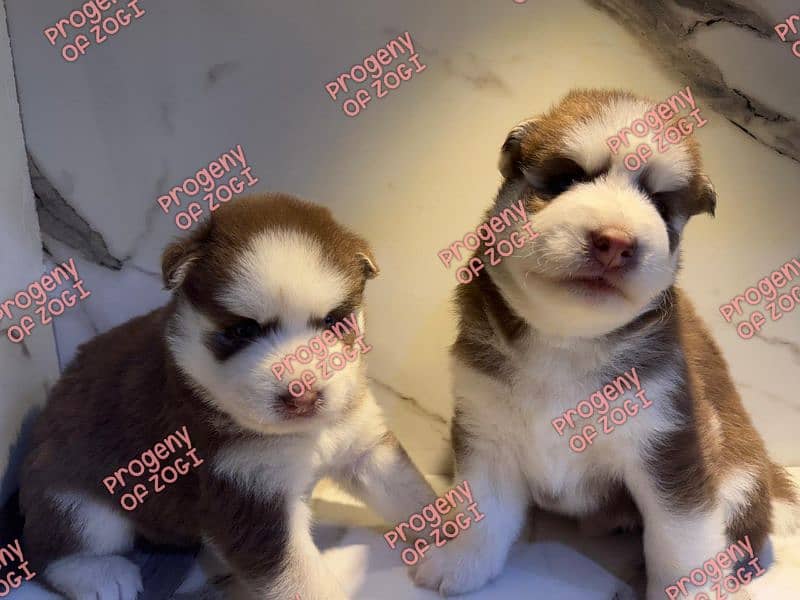 Pedigreed / Microchipped Siberian husky puppies 7