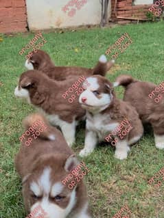 Pedigreed / Microchipped Siberian husky puppies