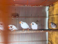 Finches available for sale