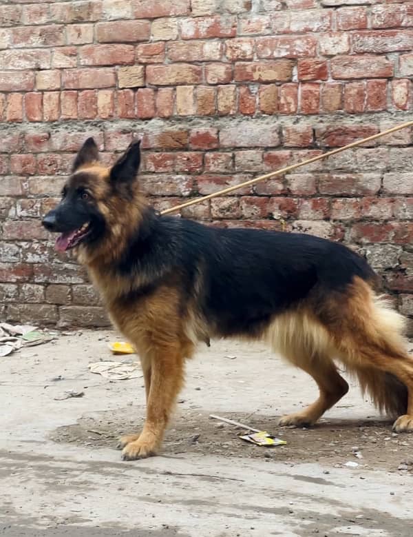 German shepherd 03234696626 0