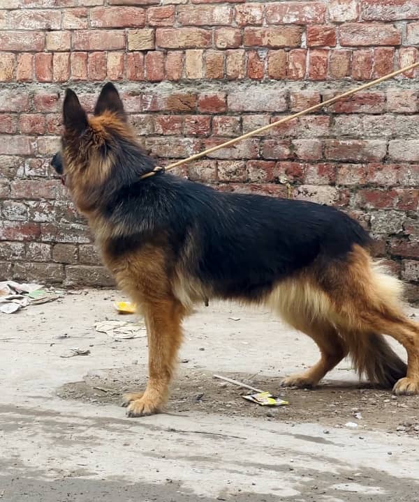 German shepherd 03234696626 1