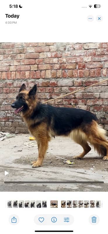 German shepherd 03234696626 2