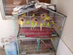 17 budgie with cage