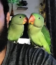 Beautiful Raw parrots pair