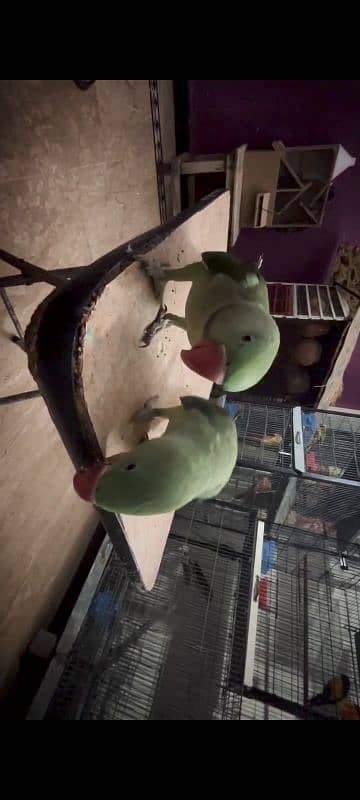 Beautiful Raw parrots pair 4