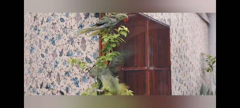 Beautiful Raw parrots pair 7