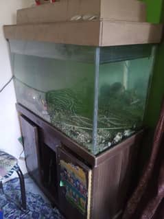 fish aquarium