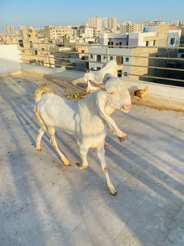 Gulabi breader bakra urgent sale 1