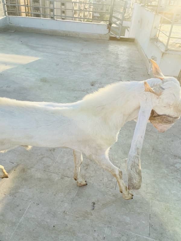 Gulabi breader bakra urgent sale 2