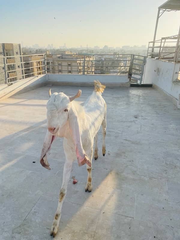 Gulabi breader bakra urgent sale 3