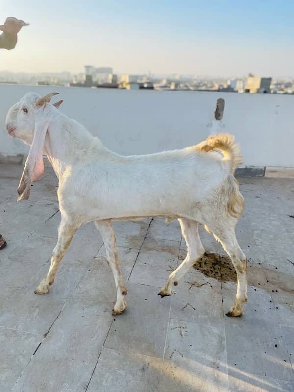 Gulabi breader bakra urgent sale 5