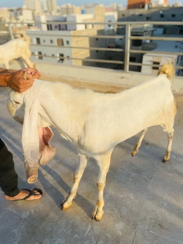 Gulabi breader bakra urgent sale 6