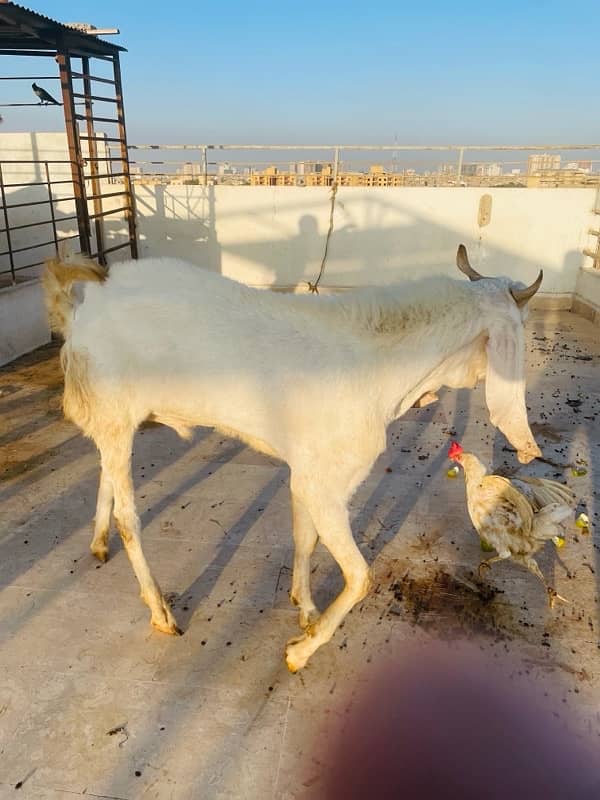 Gulabi breader bakra urgent sale 8