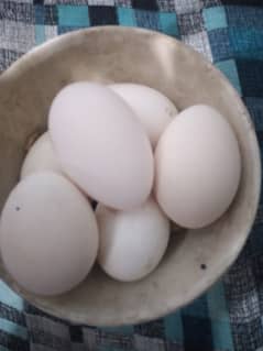 Bantam fertile eggs