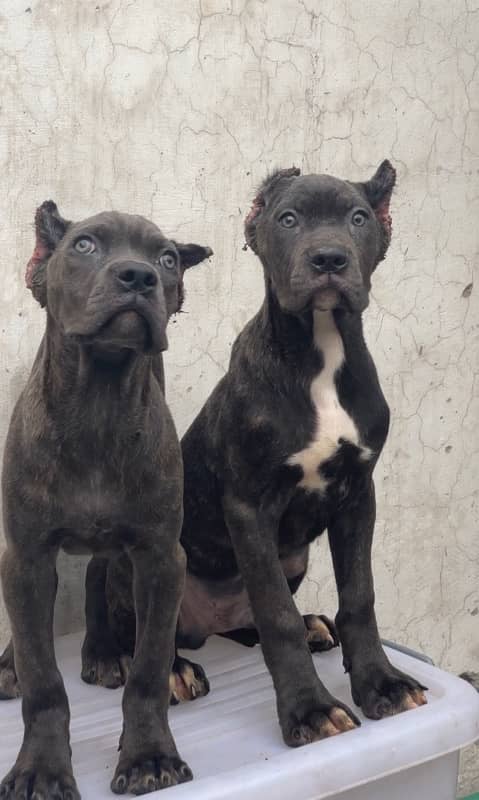 Cane Corso pedgree 03234696626 1