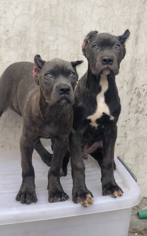 Cane Corso pedgree 03234696626 2