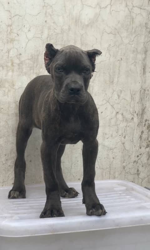 Cane Corso pedgree 03234696626 3