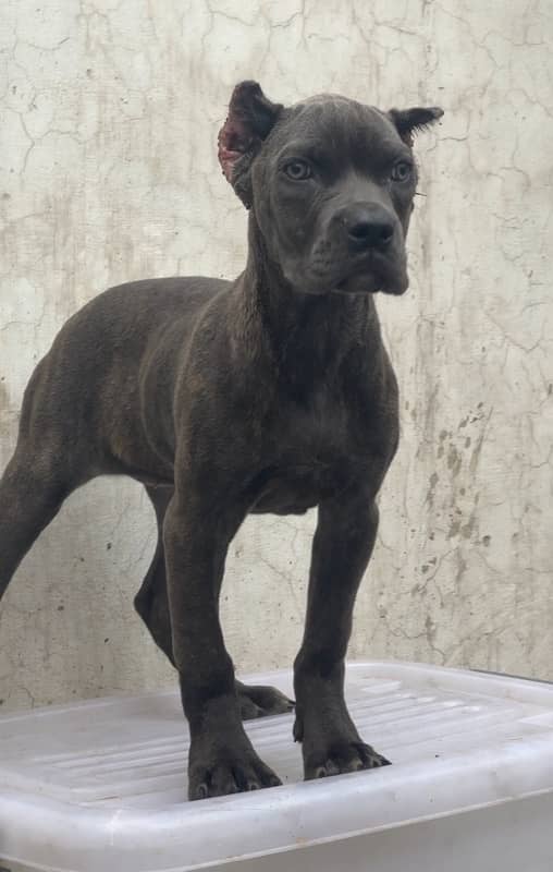 Cane Corso pedgree 03234696626 4