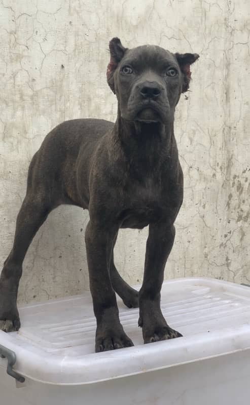 Cane Corso pedgree 03234696626 5