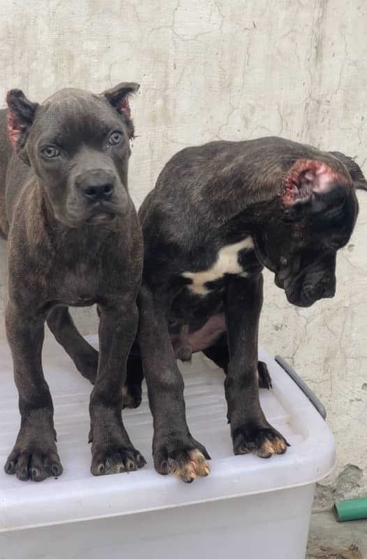 Cane Corso pedgree 03234696626 6