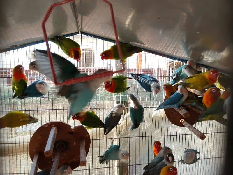 Birds setup for sale 14