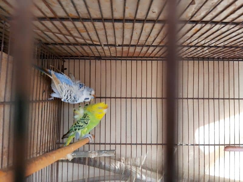 Birds setup for sale 2