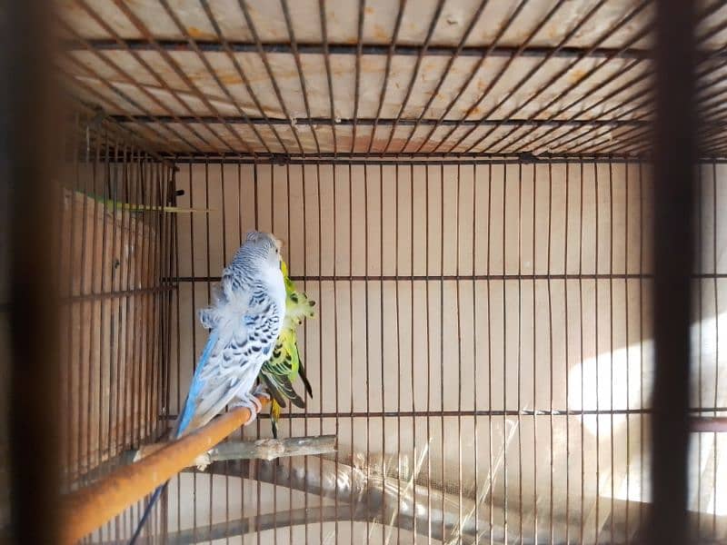 Birds setup for sale 5